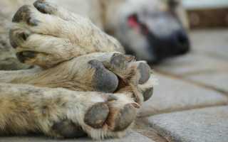 Гипоаллергенные собаки для аллергиков: мелкие, средние, крупные