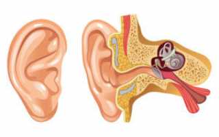 Строение и функции уха человека