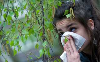 Аллергия на березу: куда уехать от пыльцы на период цветения и чем лечить поллиноз