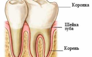 Строение зуба человека — гистологическое, анатомическое: схема, картинки